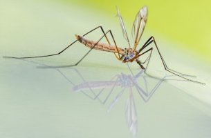 Η επιστήμονας που δίνει μάχη απέναντι στην παγκόσμια απειλή των κουνουπιών