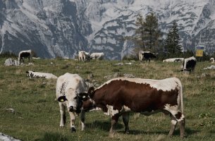 DRYAD: Έντεκα λύσεις βασισμένες στη φύση για πιο ανθεκτική γεωργία στη Μεσόγειο