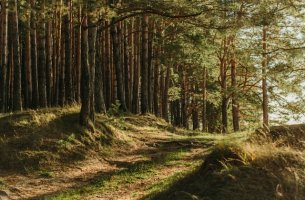 Κλιματικά μοντέλα ίσως υπερεκτιμούν έως 30% τον άνθρακα που αποθηκεύουν τα δάση