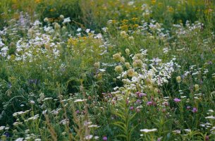 WWF: Η πλειονότητα των Ελλήνων λέει «ναι» σε δράσεις αντιμετώπισης της κλιματικής κρίσης