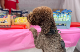 Τρέχουμε για καλό σκοπό: Η Purina® και οι Pet Runners στο φετινό Greece Race for the Cure