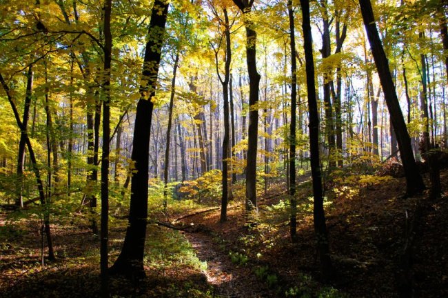 Σε «αναμονή» ο νόμος για την αποψίλωση των δασών ξανά- Τέλος του 2026 οι πρώτες εταιρίες με πολλές απλουστεύσεις 