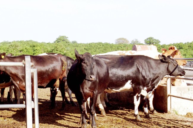 FAO – Πανεπιστήμιο Tuscia: Η κλιματική κρίση χτυπά την ιταλική γαλακτοπαραγωγή και απειλεί τη burrata