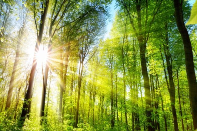 Το Ταμείο Tropical Forests Forever Facility μπορεί να αντλήσει επιπλέον 5 δισ. $ έως την COP30