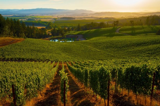 Κρίση στη γαλλική οινοποιία: Η υπερθέρμανση και οι… εκρίζωση των αμπελιών ως «λύση