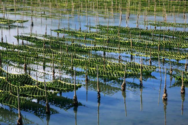 Superorganism: Fund $25,9 εκατ. για startups βιοποικιλότητας με στήριξη της Cisco