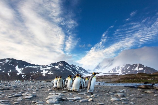 Οι πιγκουίνοι που ευημερούν και εκείνοι που μένουν πίσω καθώς θερμαίνεται η Ανταρκτική