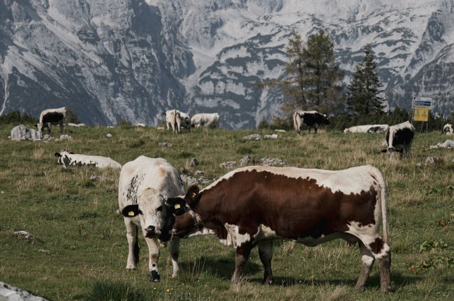 DRYAD: Έντεκα λύσεις βασισμένες στη φύση για πιο ανθεκτική γεωργία στη Μεσόγειο