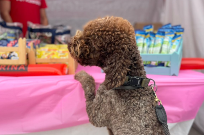 Τρέχουμε για καλό σκοπό: Η Purina® και οι Pet Runners στο φετινό Greece Race for the Cure