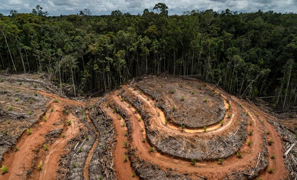 Amazon: Νέα πρωτοβουλία αναδάσωσης των τροπικών δασών της Βραζιλίας