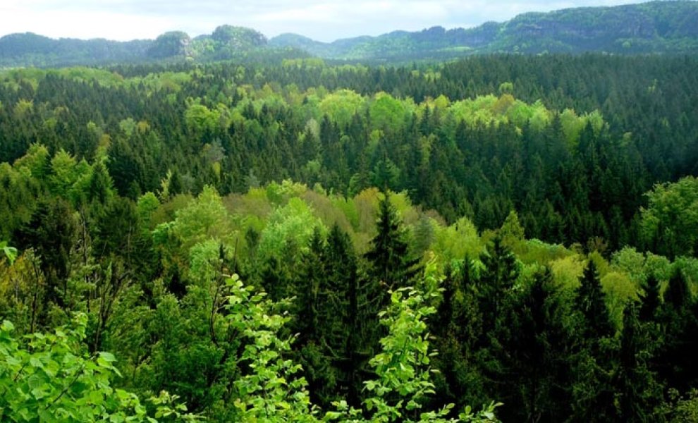 Προστασία Δασών: Αίτημα χρηματοδότησης 50 εκατ. ευρώ στο Ταμείο Ανάκαμψης
