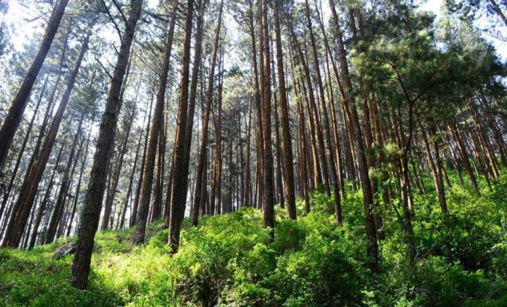 Κομισιόν: Επιπλέον τρία δισεκατομμύρια δέντρα ως το 2030 - Εγκαινιάζεται το εργαλείο MapMyTree