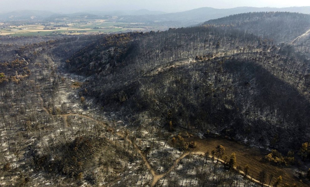 Μετά τη φωτιά: Πώς οι καμένες εκτάσεις αποκτούν ξανά ζωή μέσα από την ιδιωτική πρωτοβουλία