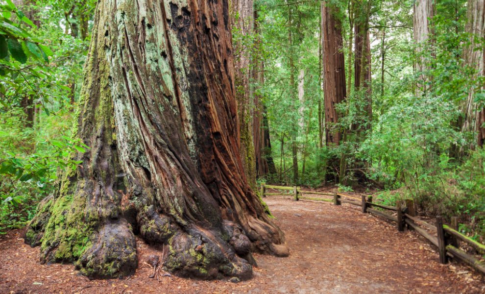 Καλιφόρνια: Απαγόρευσαν την πρόσβαση στο ψηλότερο δέντρο του πλανήτη
