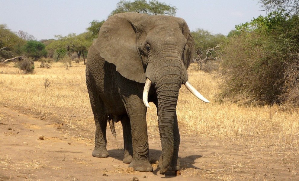 Κένυα: Η κλιματική αλλαγή είναι μεγαλύτερη απειλή από τη λαθροθηρία για τους ελέφαντες