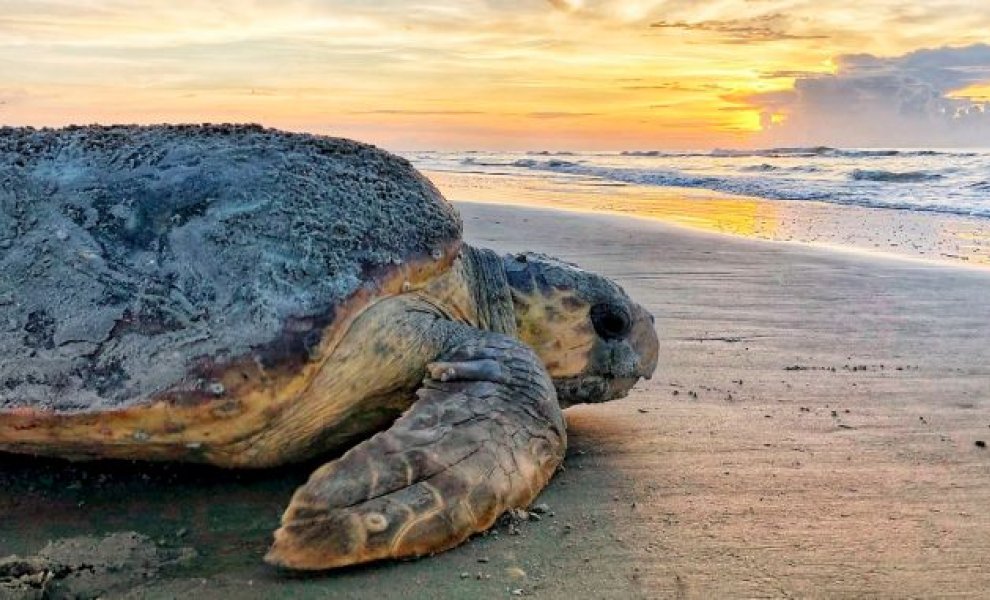 Η κλιματική αλλαγή εξαφανίζει τις αρσενικές χελώνες