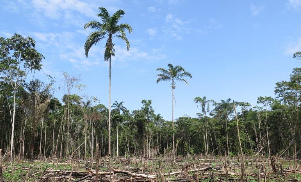 ΕΚΤ, Fed και Τράπεζα της Αγγλίας χρηματοδοτούν την καταστροφή του Αμαζονίου