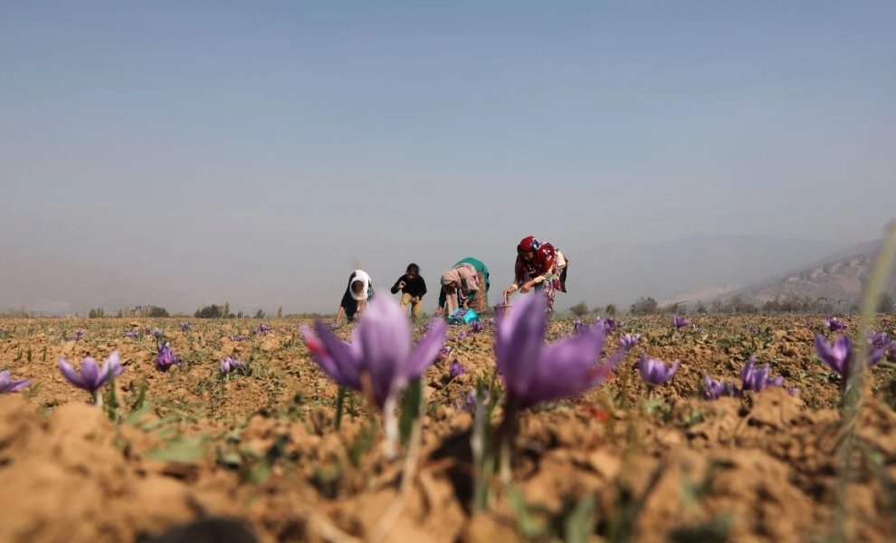 Η κλιματική αλλαγή απειλεί το 93% της παραγωγής του σαφράν