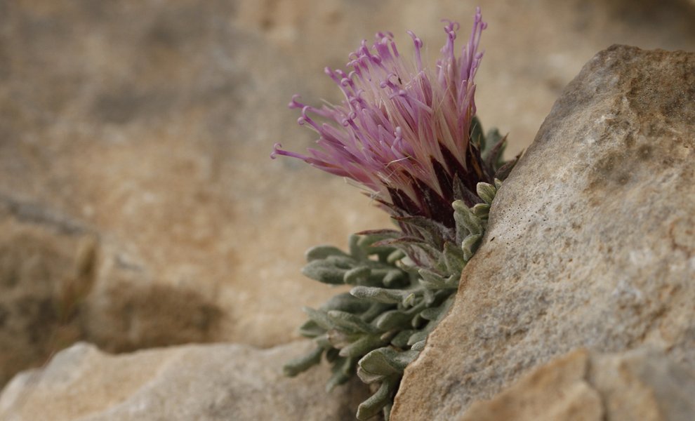 Πάνω από 7.000 είδη και υποείδη φυτών φιλοξενεί η Ελλάδα