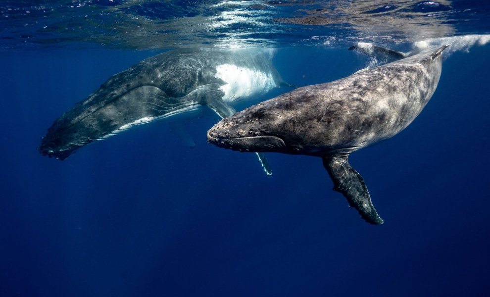 Πώς οι φάλαινες μπορούν να βοηθήσουν στην καταπολέμηση της κλιματικής αλλαγής