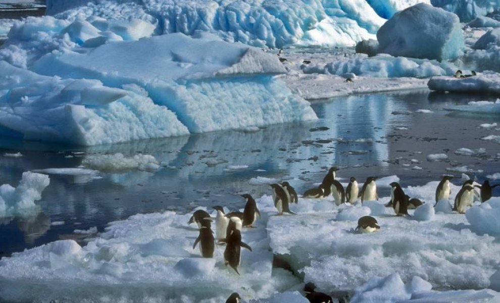 Η μείωση του πληθυσμού των πιγκουίνων συμβάλλει στην κλιματική αλλαγή