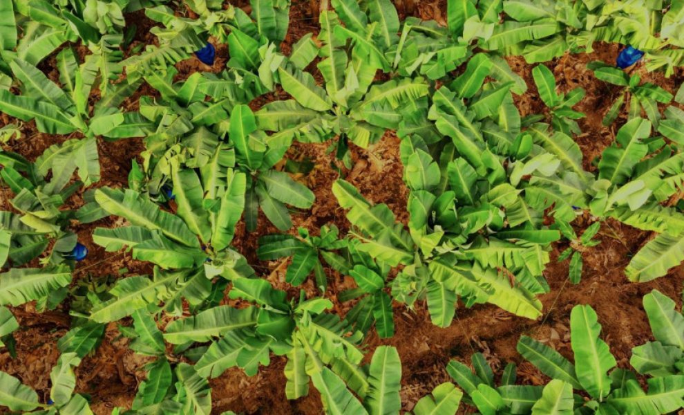 Chiquita: Εντάσσεται στην Πρωτοβουλία Βιώσιμης Γεωργίας-Βελτιστοποίηση των γεωργικών πρακτικών της