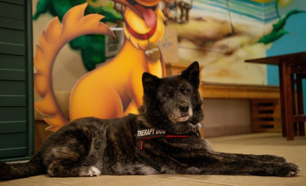 Η Royal Canin Hellas ενώνει τις δυνάμεις της με τη “Save a Greek Stray” και στηρίζει το πρόγραμμα «Ιαματική Ζωοφιλία»