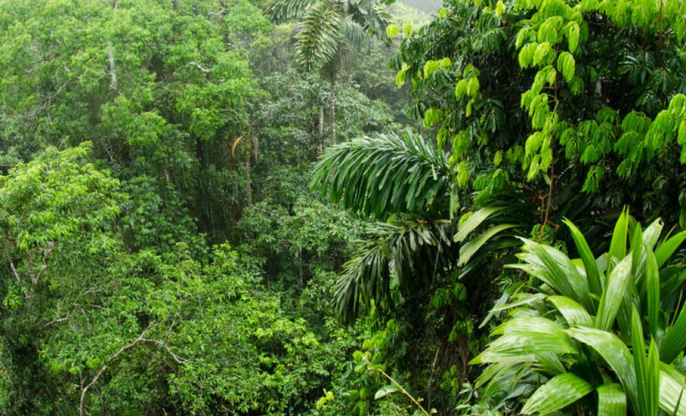 Τα τροπικά δάση πλησιάζουν σε κρίσιμα όρια της θερμοκρασίας
