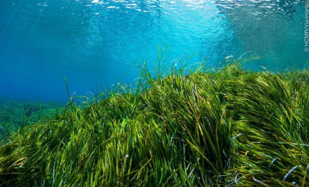 Ποσειδωνία: Ο πράσινος πνεύμονας της θάλασσας στον οποίο επενδύει η Vodafone για την προστασία του