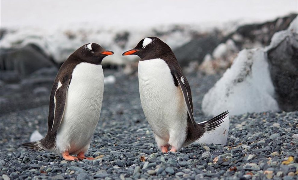 WWF: «Υιοθέτησε έναν πιγκουίνο για τα Χριστούγεννα»