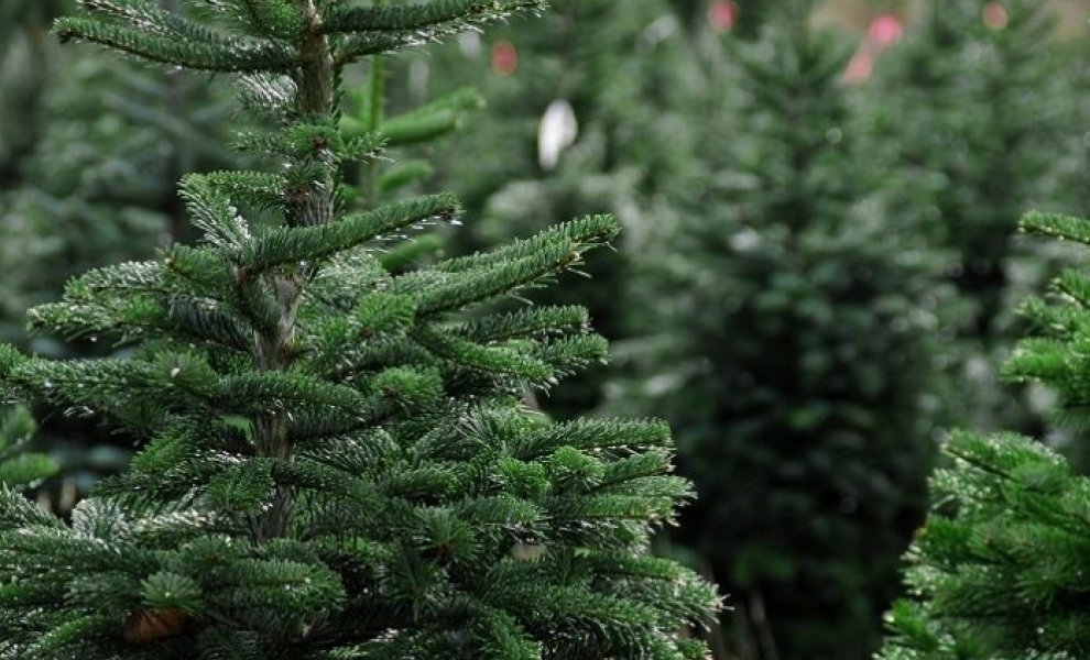 Βρετανία: «Νοικιάστε το έλατό σας για πιο οικολογικά Χριστούγεννα»