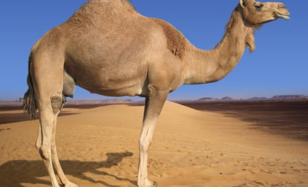 Το 2024 ορίστηκε ως Έτος της Καμήλας επειδή μπορεί να βοηθήσει τον άνθρωπο στην κλιματική αλλαγή