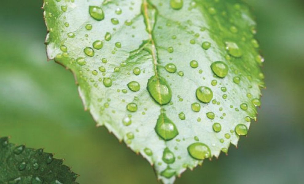 Net Zero ή Nature Positive