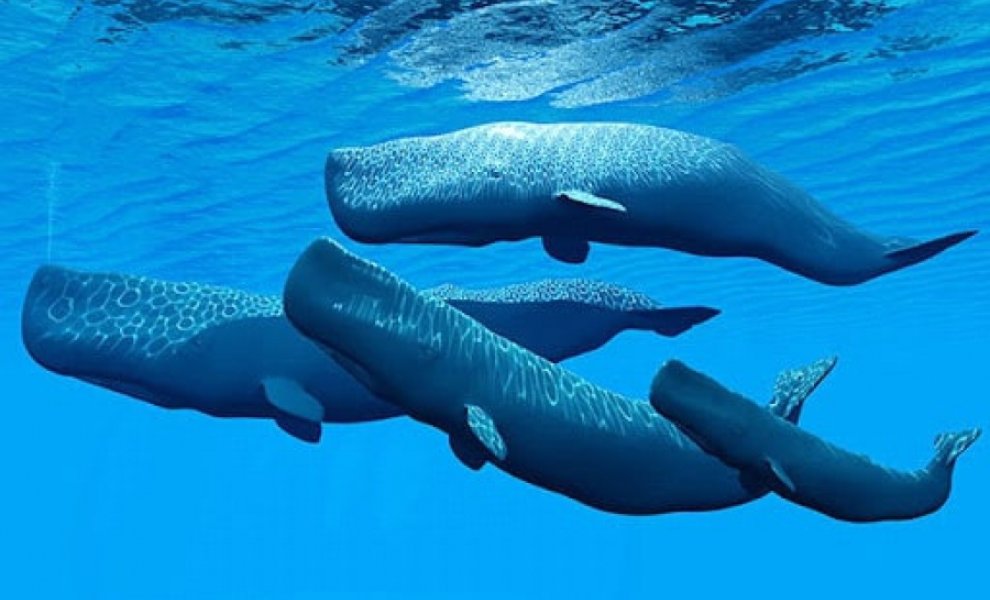 Το έργο SAvE Whales ολοκληρώνει με επιτυχία το 2ο έτος υλοποίησής του