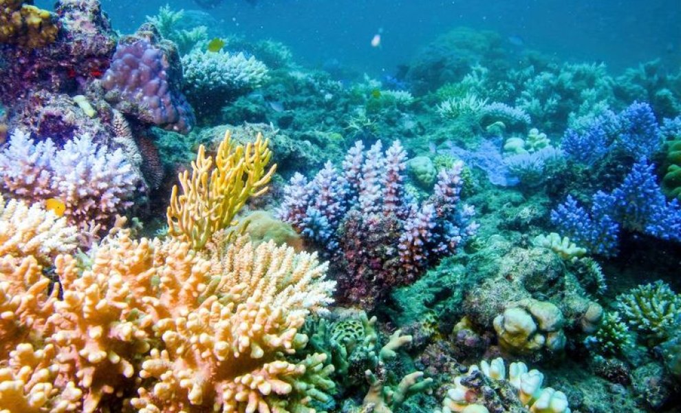 Σχεδόν βέβαιο πως οι κοραλλιογενείς ύφαλοι ξεπέρασαν σημείο καμπής «χωρίς επιστροφή»