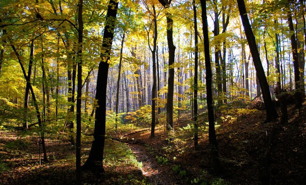 Σε «αναμονή» ο νόμος για την αποψίλωση των δασών ξανά- Τέλος του 2026 οι πρώτες εταιρίες με πολλές απλουστεύσεις