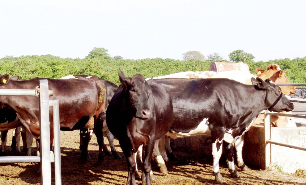 FAO – Πανεπιστήμιο Tuscia: Η κλιματική κρίση χτυπά την ιταλική γαλακτοπαραγωγή και απειλεί τη burrata