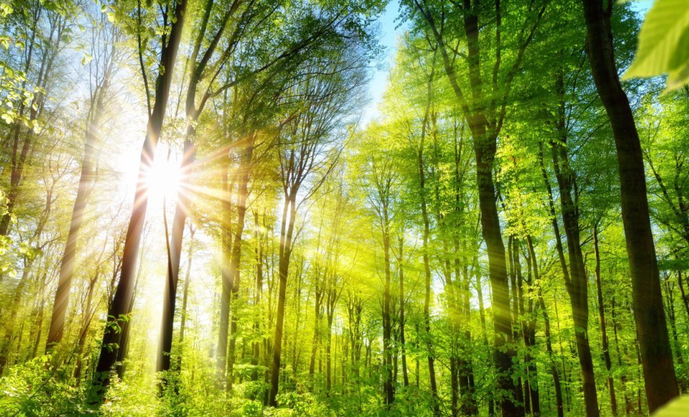 Το Ταμείο Tropical Forests Forever Facility μπορεί να αντλήσει επιπλέον 5 δισ. $ έως την COP30