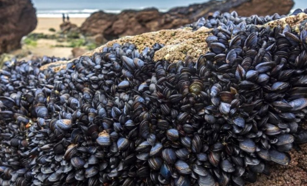 Τα μύδια αποκαλύπτουν την αυξανόμενη ρύπανση από μικροπλαστικά στις ελληνικές θάλασσες