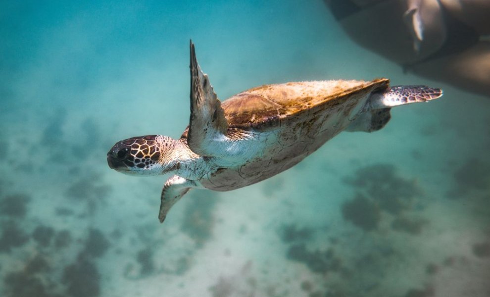 Επτά «αθόρυβες» νίκες για το κλίμα και τη φύση το 2025