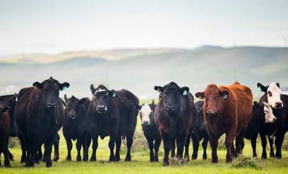 Μελέτη αμφισβητεί τις ετικέτες «carbon neutral» στο βοδινό κρέας