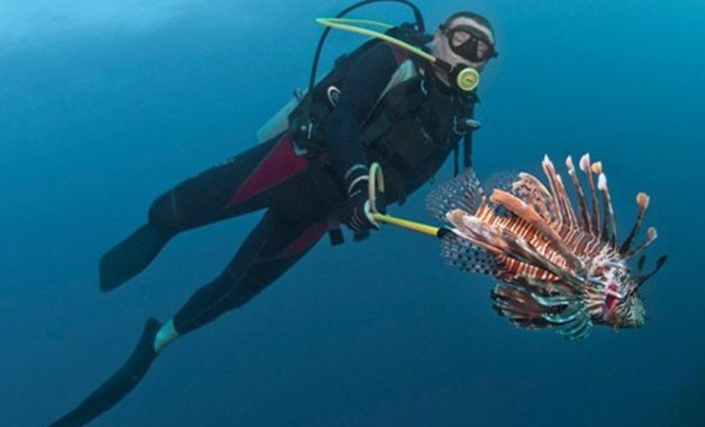 Ποιο ψάρι απειλεί το μεσογειακό θαλάσσιο οικοσύστημα; 