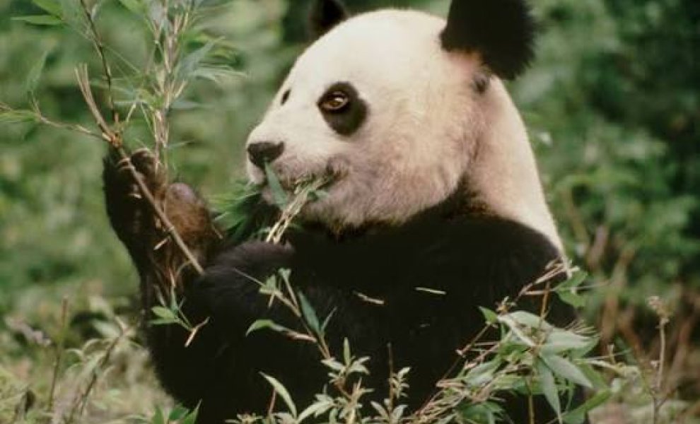 WWF: Η ανάγκη για Nature Transition Plans στο επίκεντρο της βιώσιμης μετάβασης