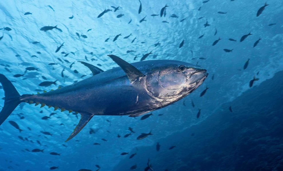 Greenpeace: Σοβαρά ελλείμματα σε βιωσιμότητα και ανθρώπινα δικαιώματα στην αγορά τόνου των ΗΠΑ