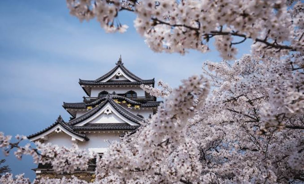 Ιαπωνία: Η «σκυτάλη» 1.200 ετών για τις ανθοφορίες κερασιάς περνά στη νέα γενιά – Πολύτιμο εργαλείο για το κλίμα