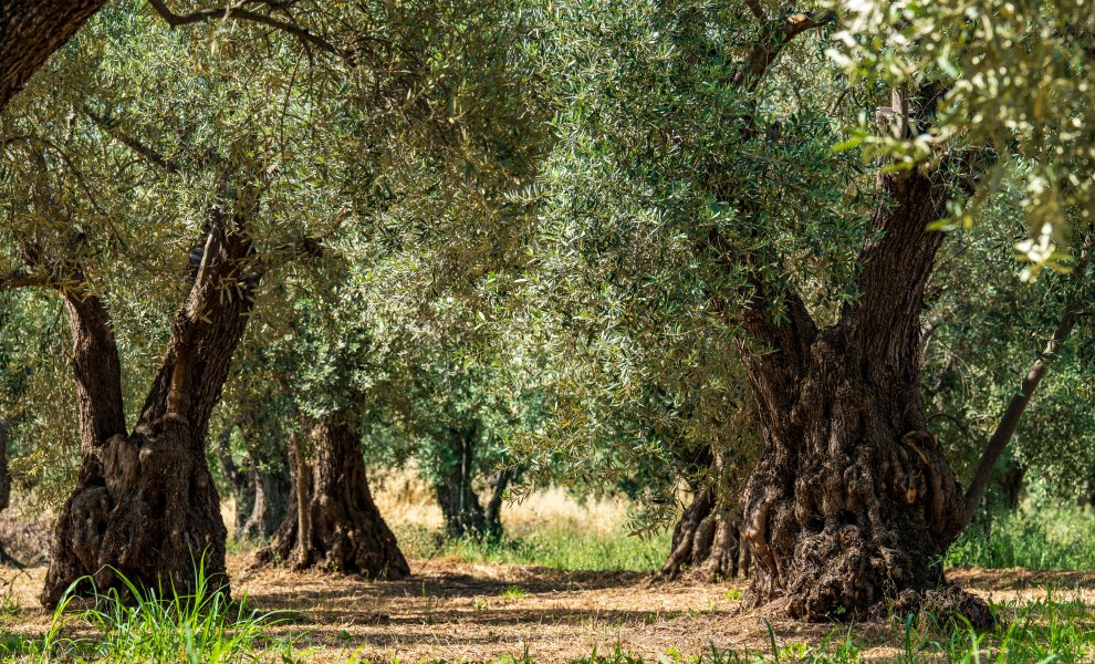 Coca-Cola Tρία Έψιλον: Πρόγραμμα πυροπροστασίας του παραδοσιακού ελαιώνα της Άμφισσας
