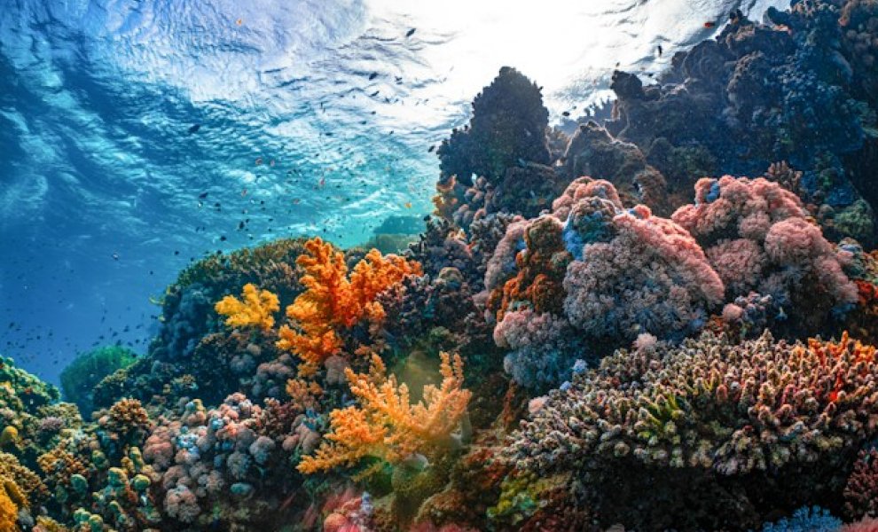 Rockström: Η παγκόσμια θέρμανση επιταχύνεται – Αμαζόνιος, κοραλλιογενείς ύφαλοι και AMOC κοντά σε tipping points